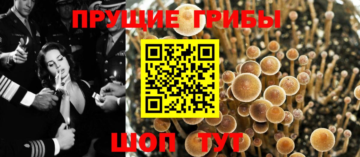 Галлюциногенные грибы Psilocybine cubensis  Вход с VPN  Галлюциногенные грибы Magic Shrooms  Черногорск 